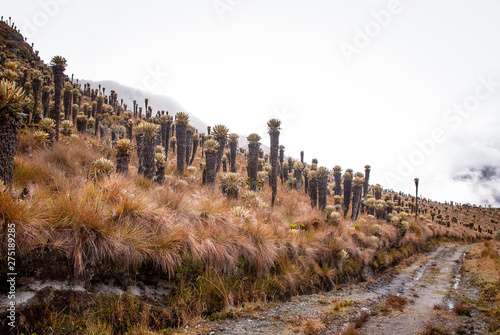 Parque natural los Nevados Caldas Tolima Quindio y Risaralda_Colombia photo