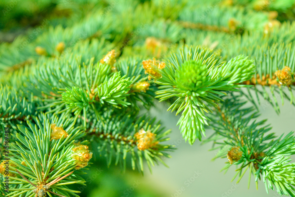 Detail of fresh spruce fir tree branches with young green needles