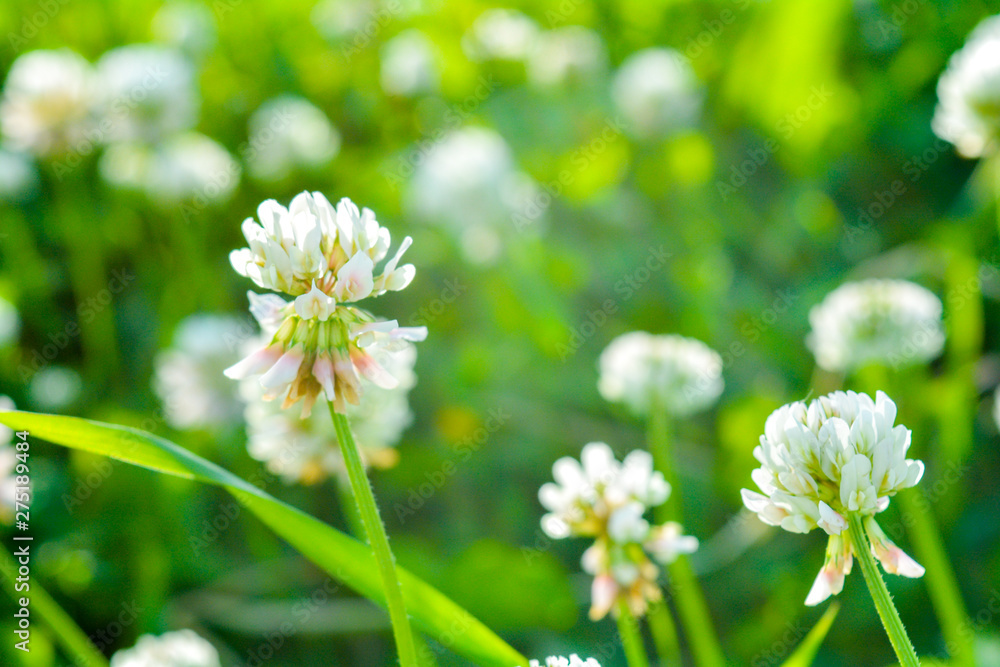 White clover aka Trifolium repens in grass on summer meadow. Shamrock flower White clover aka Trifolium repens in grass on summer meadow. Shamrock flower