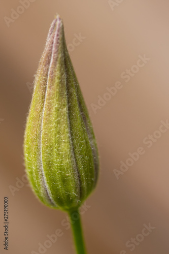 Clematis Bud