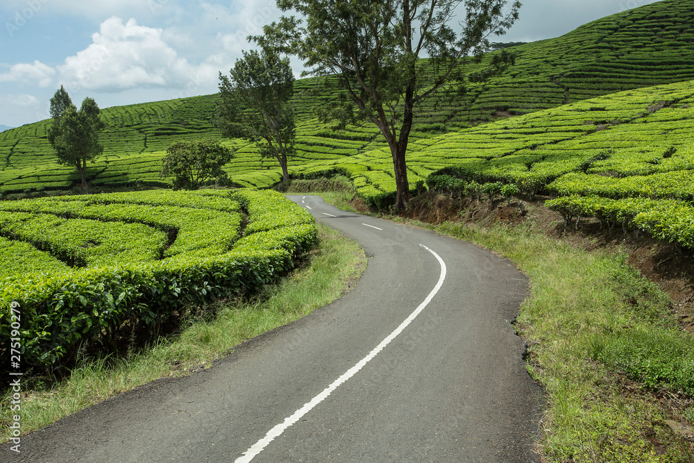 climbing and winding road in the tea garden