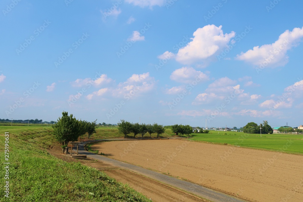 Fototapeta premium 風景 田舎 初夏 道 空 畑 杤木 