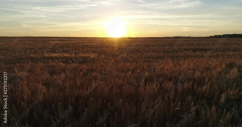 View of the Picturesque Wheat Field at Sunset View of the Picturesque Wheat Field at Sunset