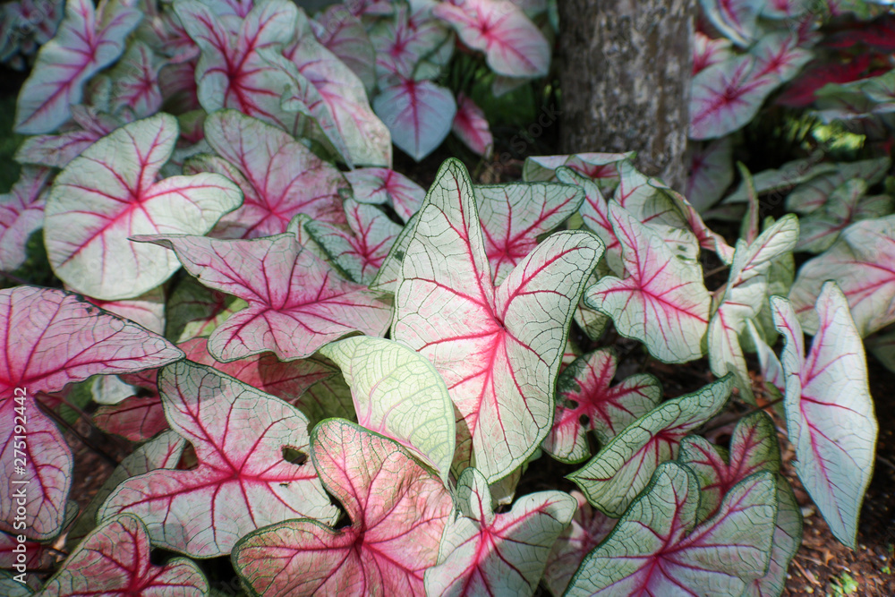 big leafed plant, red, green, white