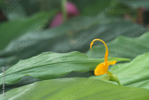 Yellow globba flowers blooming in the garden are shaped like a swan photo
