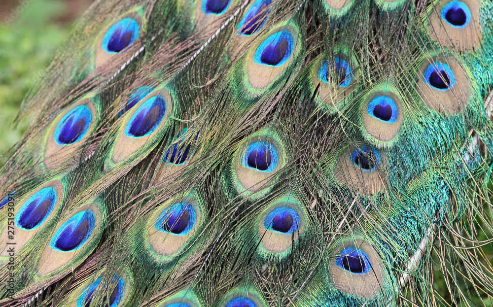 Obraz premium Peacock feathers