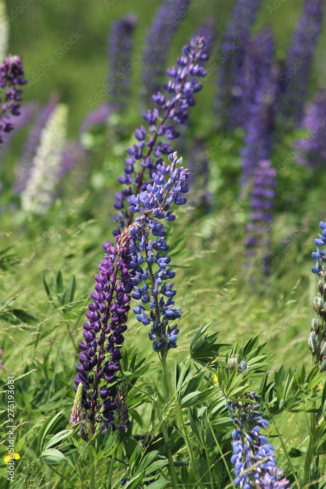 lupines lupines