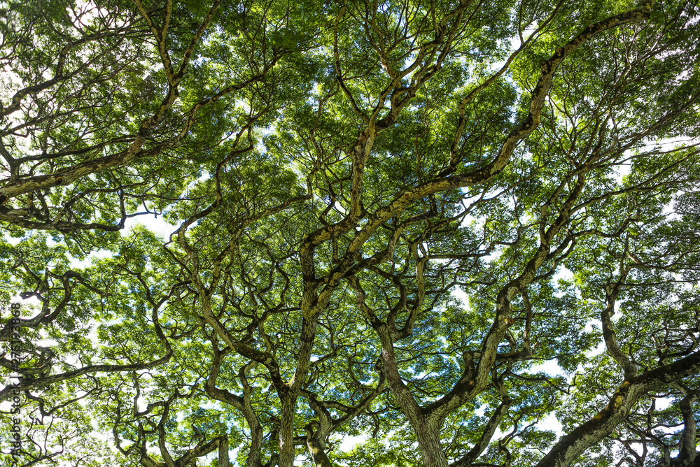 Looking up into a big tree canopy full of green leaves. 