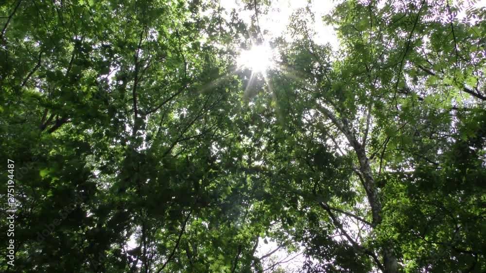 新緑の山里 新緑の山里