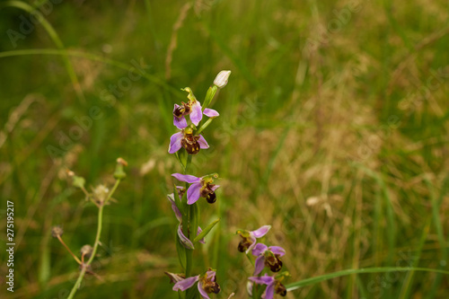 Orchidée, Orphys abeille (Ophrys apifera) photo