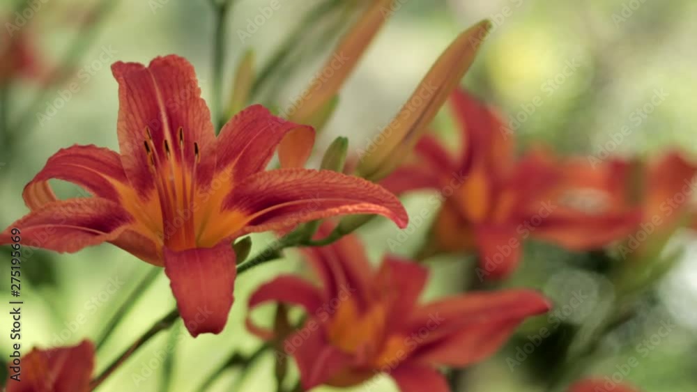 Orange and red lilies close up blowing in the wind. Depth of field with three points of rack focus. Orange and red lilies close up blowing in the wind. Depth of field with three points of rack focus.