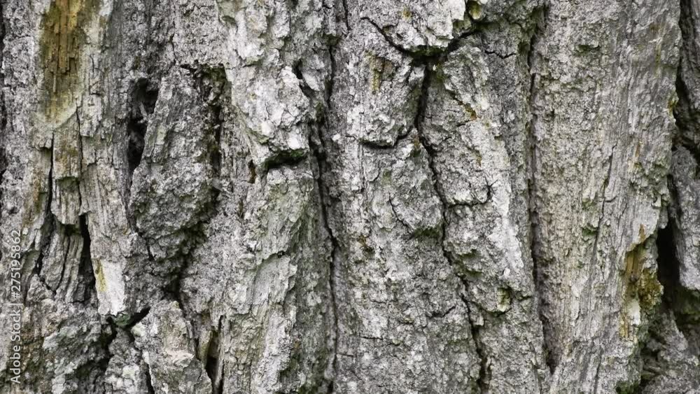 Lots of ants co-working at a old oak tree trunk. Working with group is very inspiring and intresting way to do jobs. Lots of ants co-working at a old oak tree trunk. Working with group is very inspiring and intresting way to do jobs.