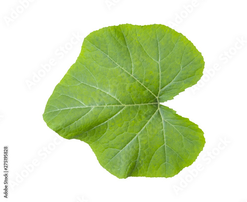 Green pumpkin leaf with clipping path isolated on white background
