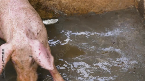 Close up shot of water being poured on a large tired pig in a pig sty in rural Africa.