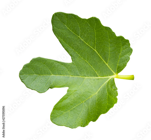 Green fig leaf with clipping path isolated on white background