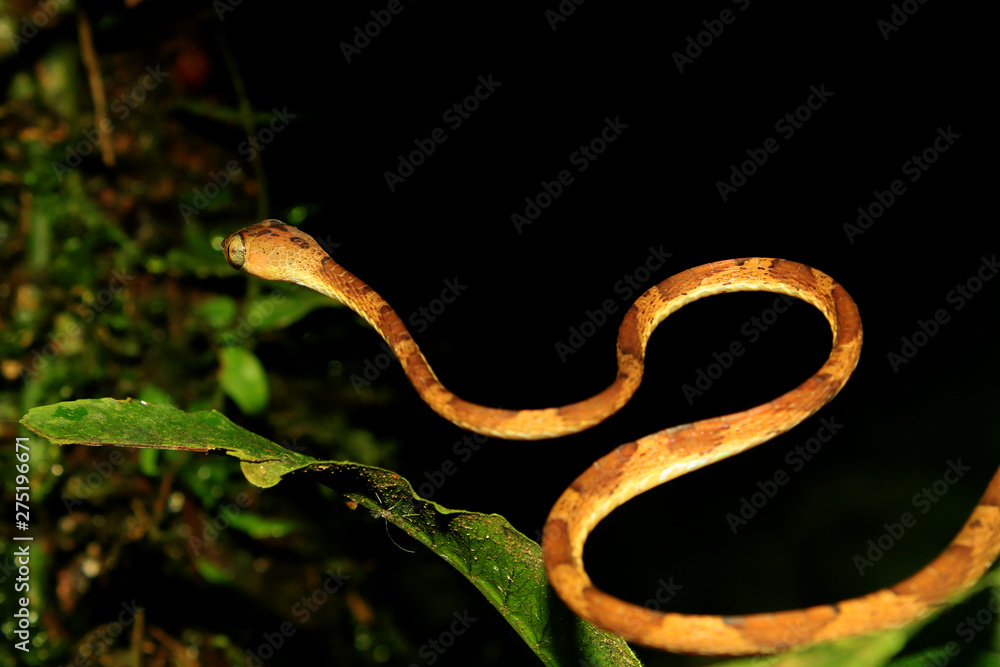 Naklejka premium A blunt headed snake, imantodes lentiferus, in a typical stance for snakes