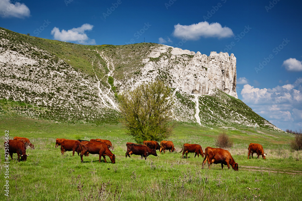 Fototapeta premium Cows graze in a field amid the rocks