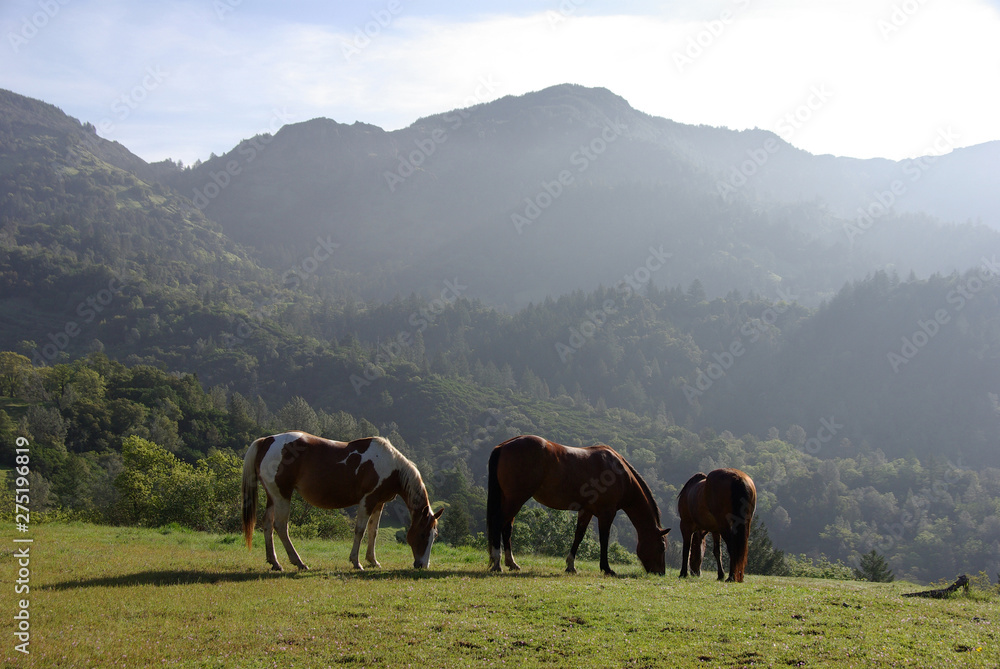 Fototapeta premium Horses Grazing on Hazy Hillside Pasture