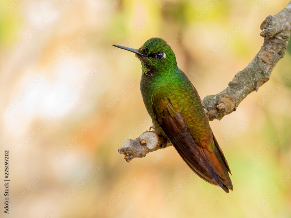 Fototapeta premium Brazilian Ruby