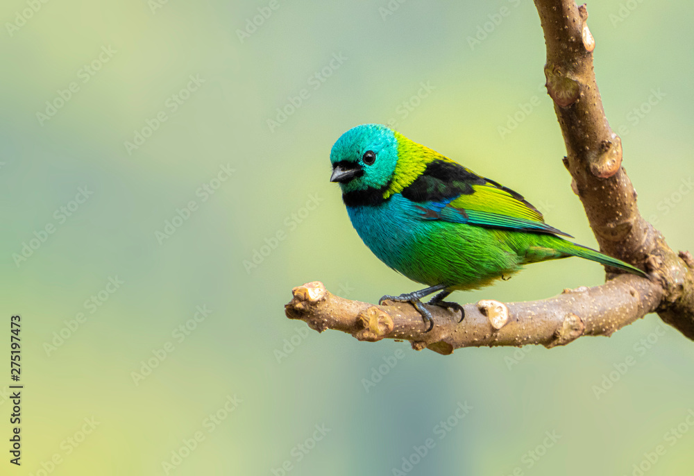 Fototapeta premium Green-headed Tanager