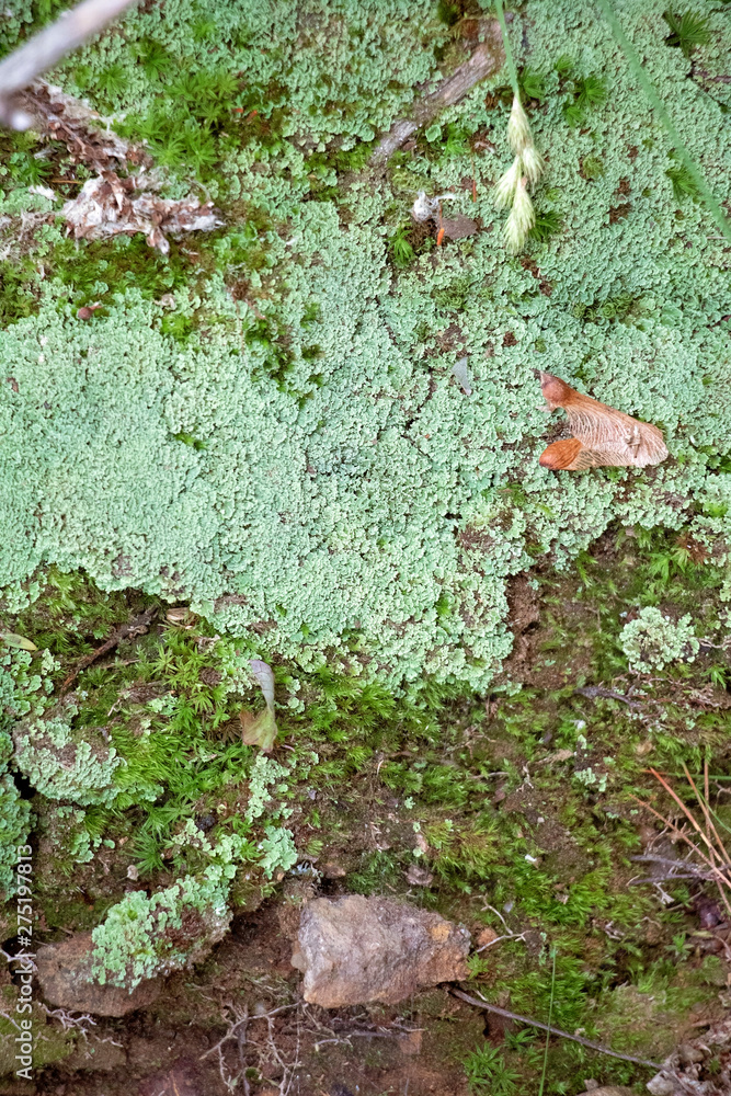 Fototapeta premium Lichen and Moss Summer Forest Floor Detailed View. Beautiful greens and brown. Lots of interesting textures. Leaves, pine needles and seeds all frame this story of a warm day in the woods.