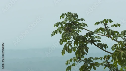 Close-up low-angle still shot of lush green slender branches of snake wood tree against a light-blue sky background, Key West, Florida photo