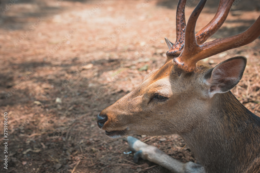 Fototapeta premium Deer in the park