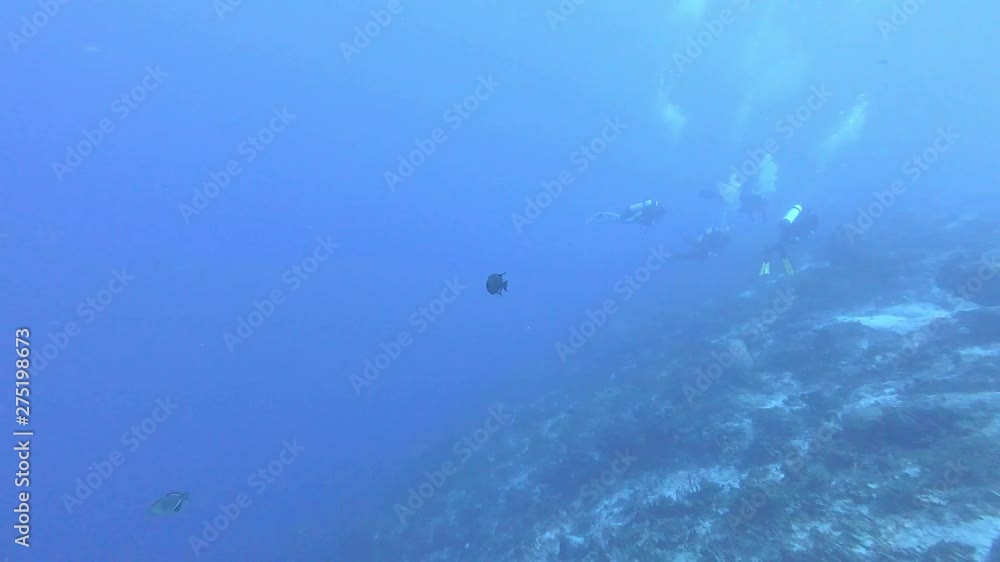 Diving in Cozumel, watching a black fish Diving in Cozumel, watching a black fish