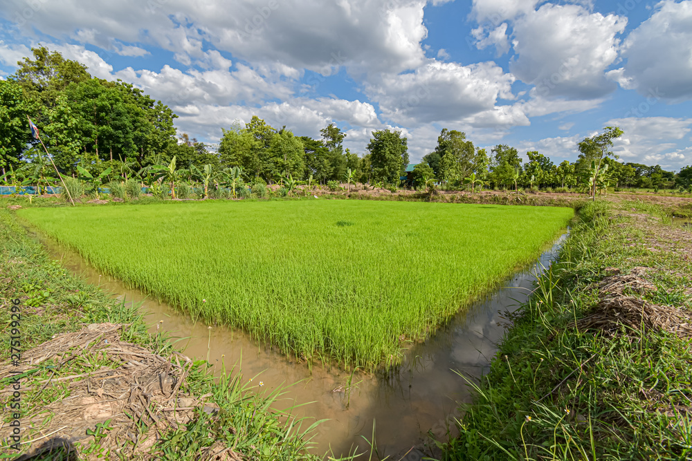 field and farm in Thailand, rice and tree