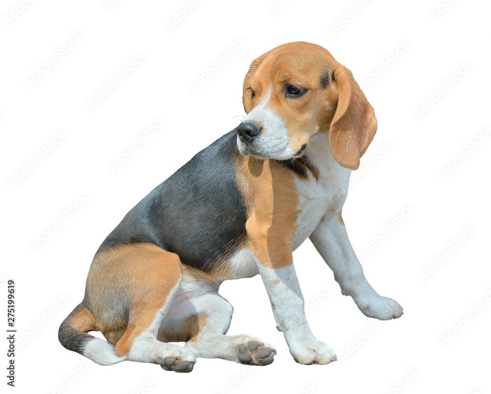 Dog beagle 6