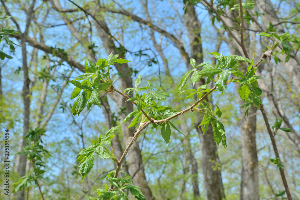 Branch of bush (Eleutherococcus senticosus) 1 Branch of bush (Eleutherococcus senticosus) 1