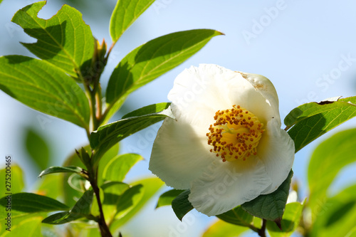 flower on white background