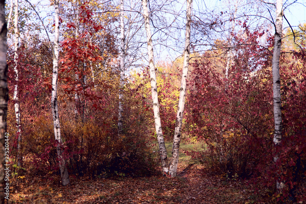 Obraz premium Autumn landscape. White birch trees against a background of red leaves of a bush and a blue sky. Cropped shot, horizontal, free space. Concept seasons