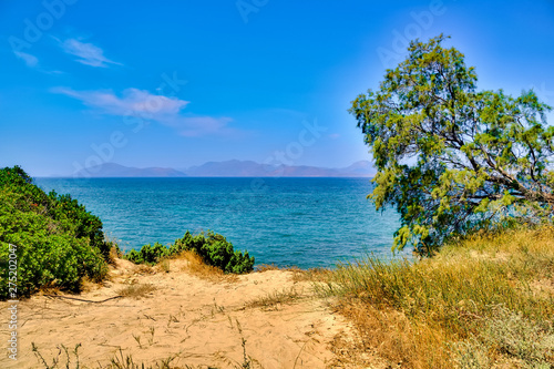 Tree on the beach on Kos island in Greece © Elmar Kriegner