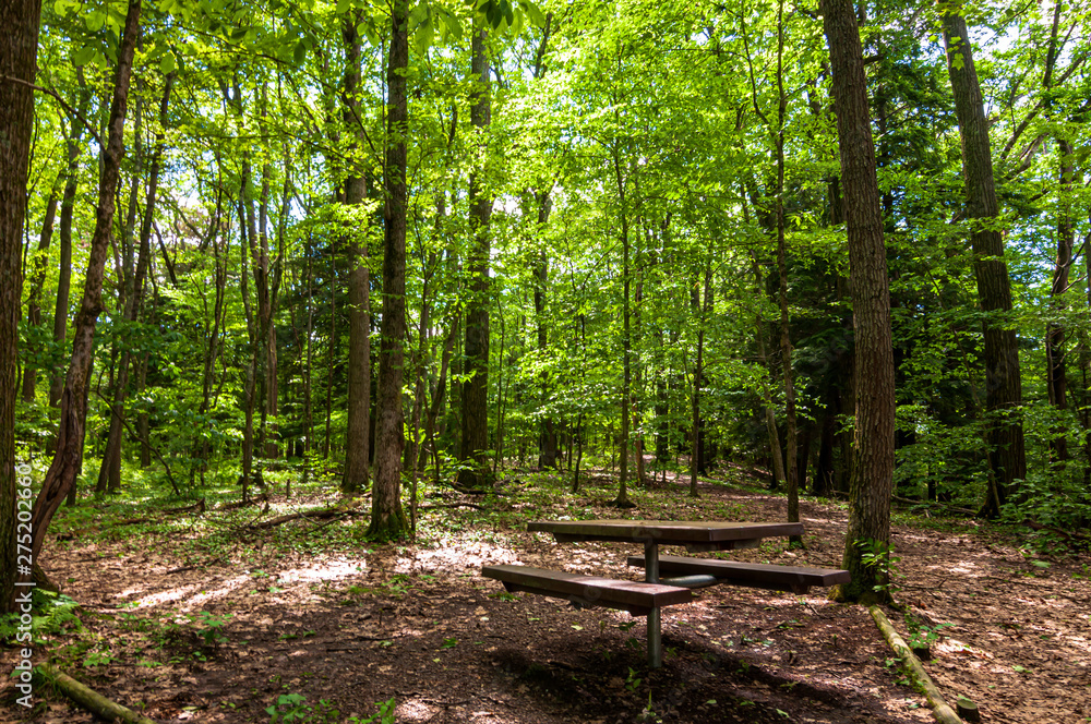 A wooden picnic table in the woods in Warren County, Pennsylvania, USA on a sunny summer day A wooden picnic table in the woods in Warren County, Pennsylvania, USA on a sunny summer day