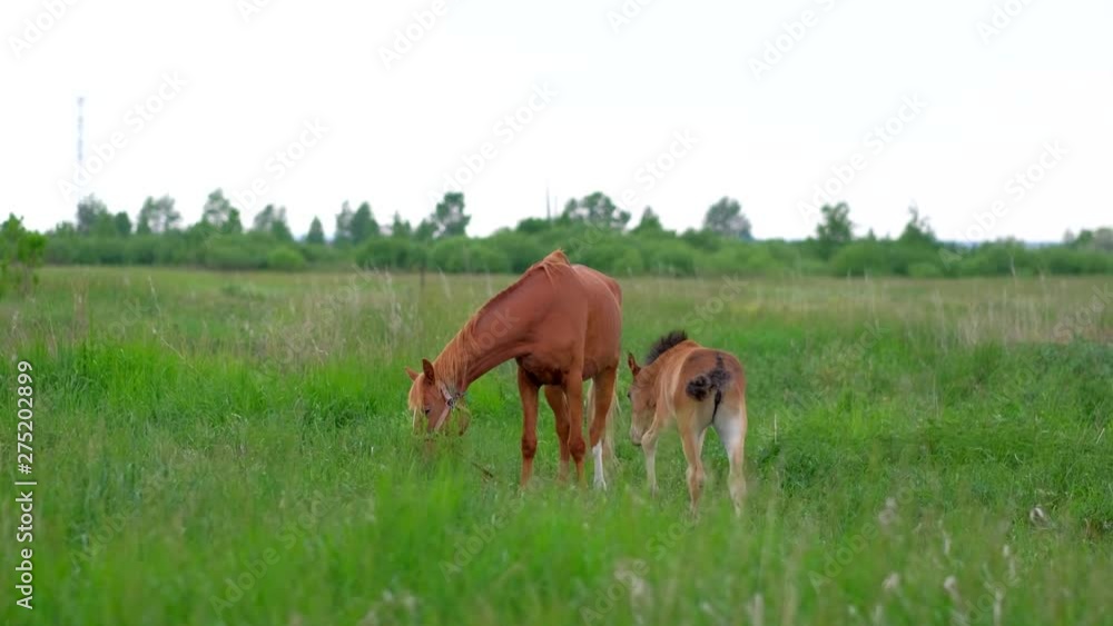 Ginger Colt horse grazing in nature. 4k uhd. Ginger Colt horse grazing in nature. 4k uhd.