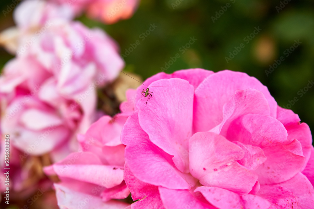 Mini sauterelle sur rosier rose