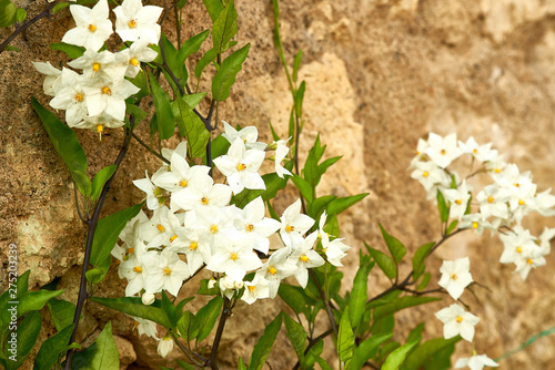 Morelle faux jasmin, Solanum laxum Speng 