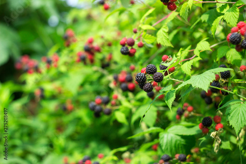 Black raspberry (Rubus occidentalis) grows in the garden, green unripe and ripe healthy berries, background