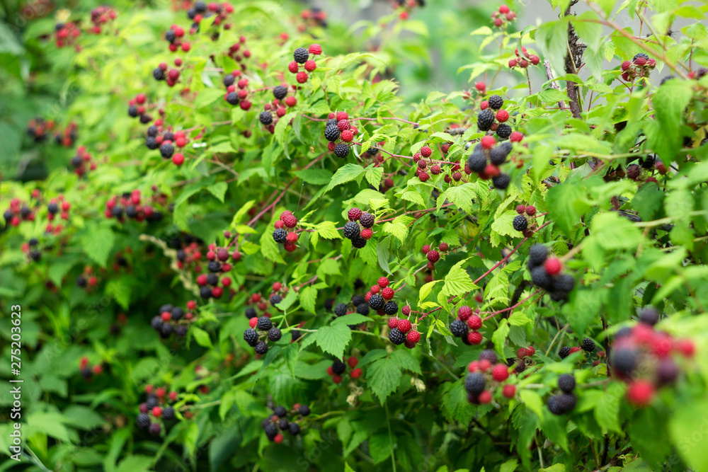 Black raspberry (Rubus occidentalis) grows in the garden, green unripe and ripe healthy berries, background