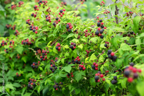 Black raspberry (Rubus occidentalis) grows in the garden, green unripe and ripe healthy berries, background