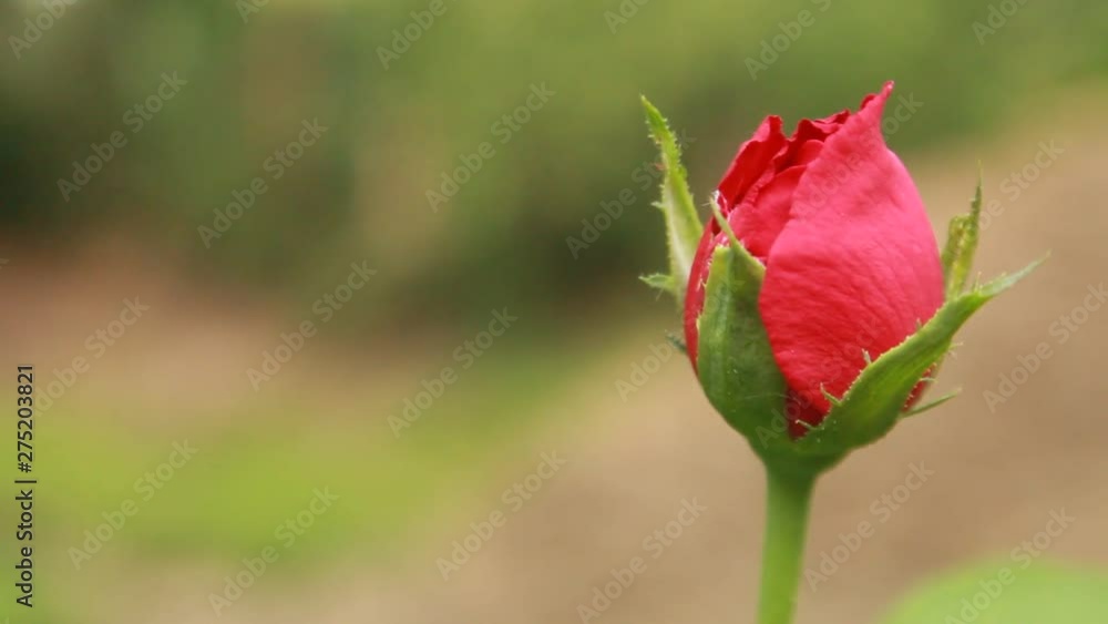 Blooming Red Rose Flower. Side view. nature video footage on a blur natural background. Blooming Red Rose Flower. Side view. nature video footage on a blur natural background.