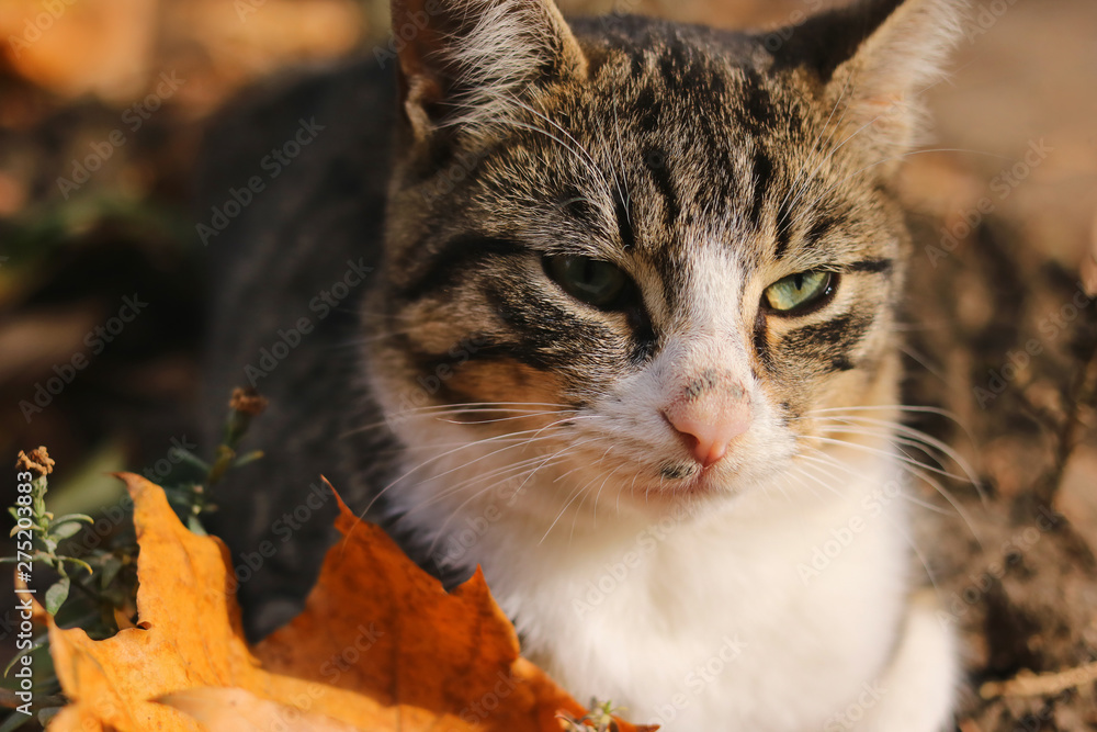Fototapeta premium domestic cat sitting in a natural environment.