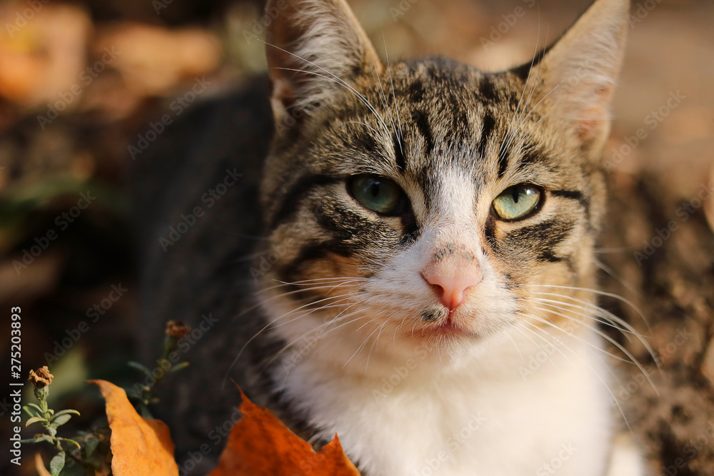 domestic cat sitting in a natural environment. domestic cat sitting in a natural environment.