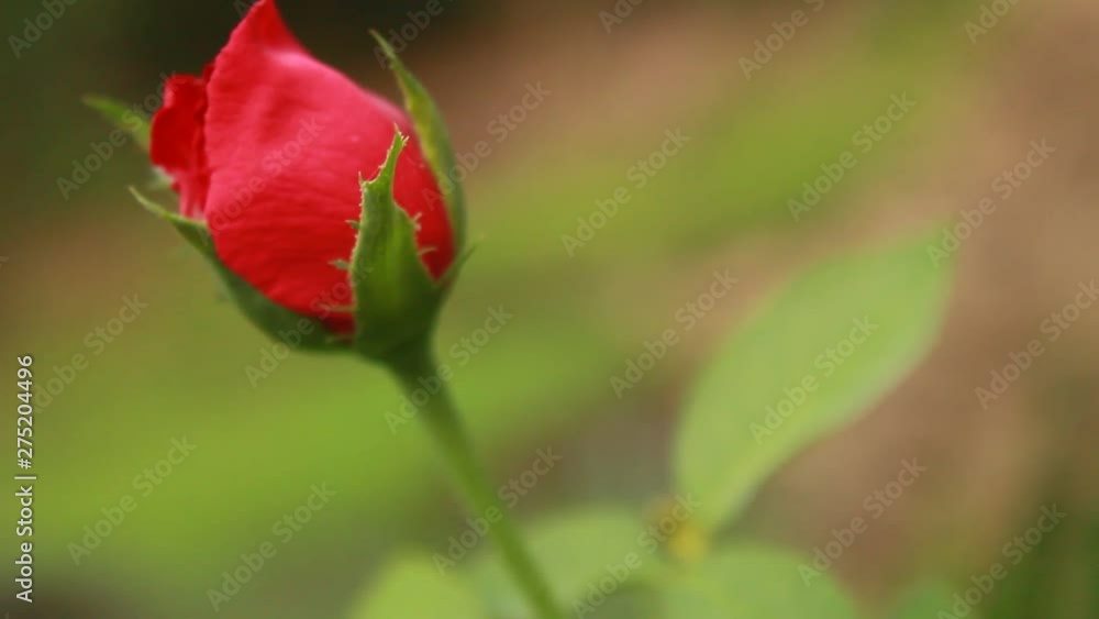 Blooming Red Rose Flower. Side view. nature video footage on a blur natural background. Blooming Red Rose Flower. Side view. nature video footage on a blur natural background.