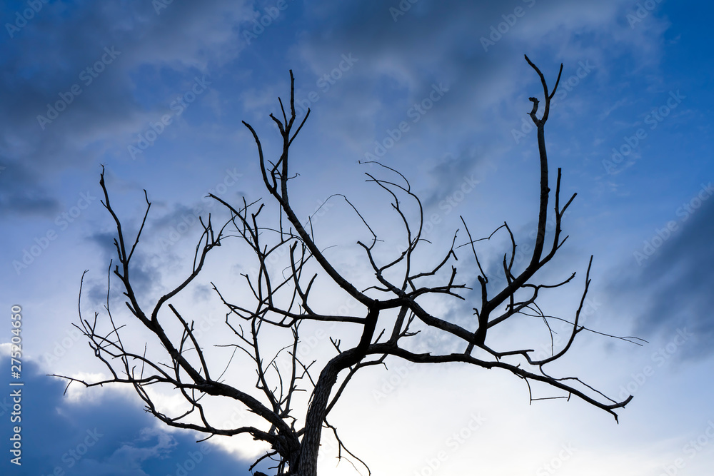 Obraz premium Close up branch of death tree with blue sky background