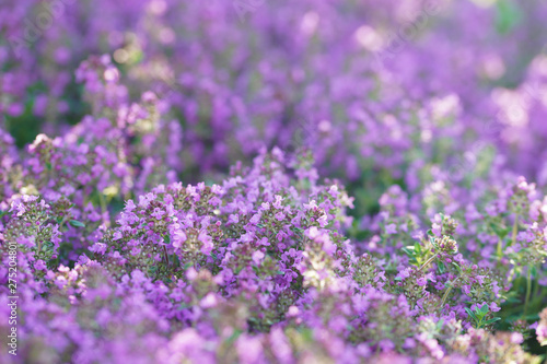 Green and blooming decorative thyme in the summer.