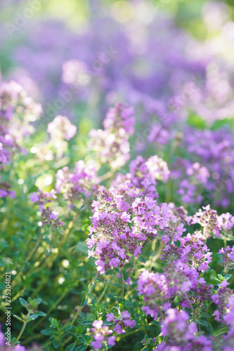 Green and blooming decorative thyme in the summer.