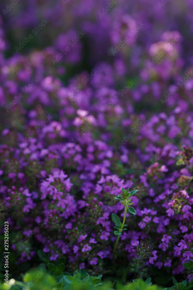 Green and blooming decorative thyme in the summer.