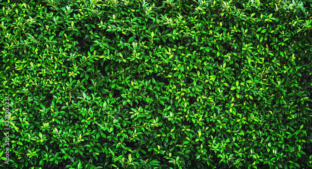 fresh green leave background texture fresh green leave background texture